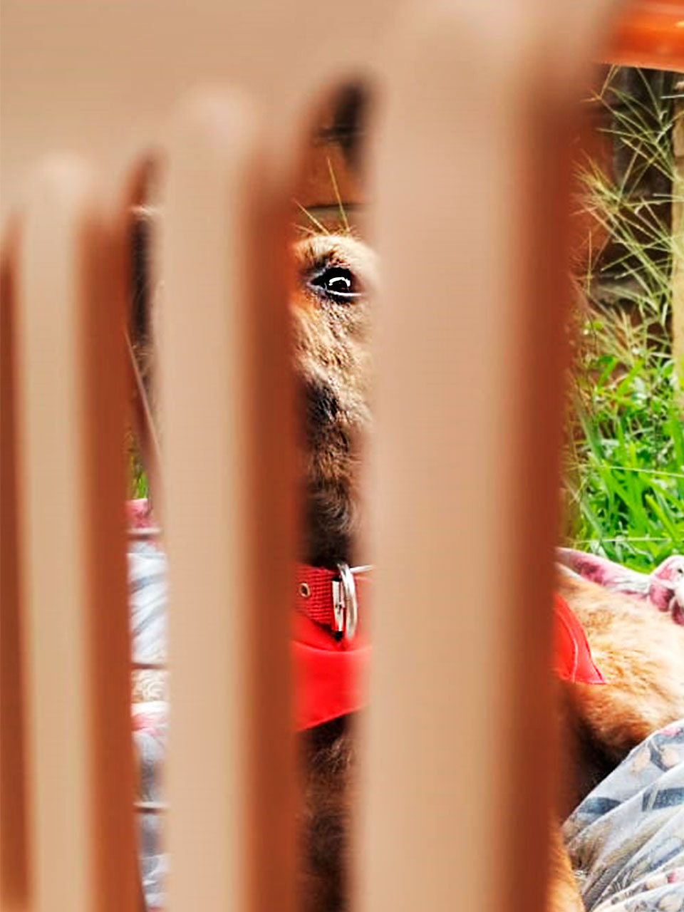 Kenne mediano clásico para perro o gato transportín