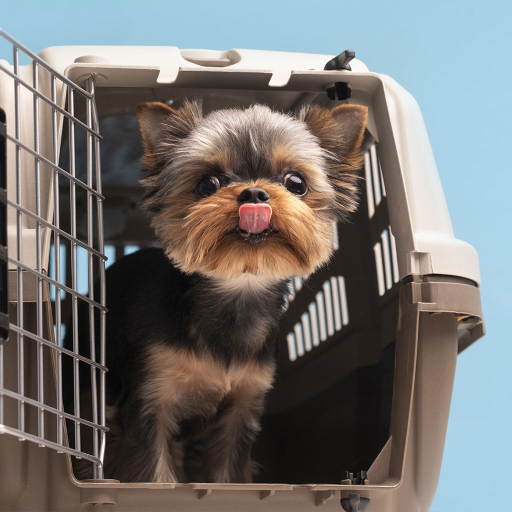 5 TIPS para elegir el transportín adecuado para tu mascota