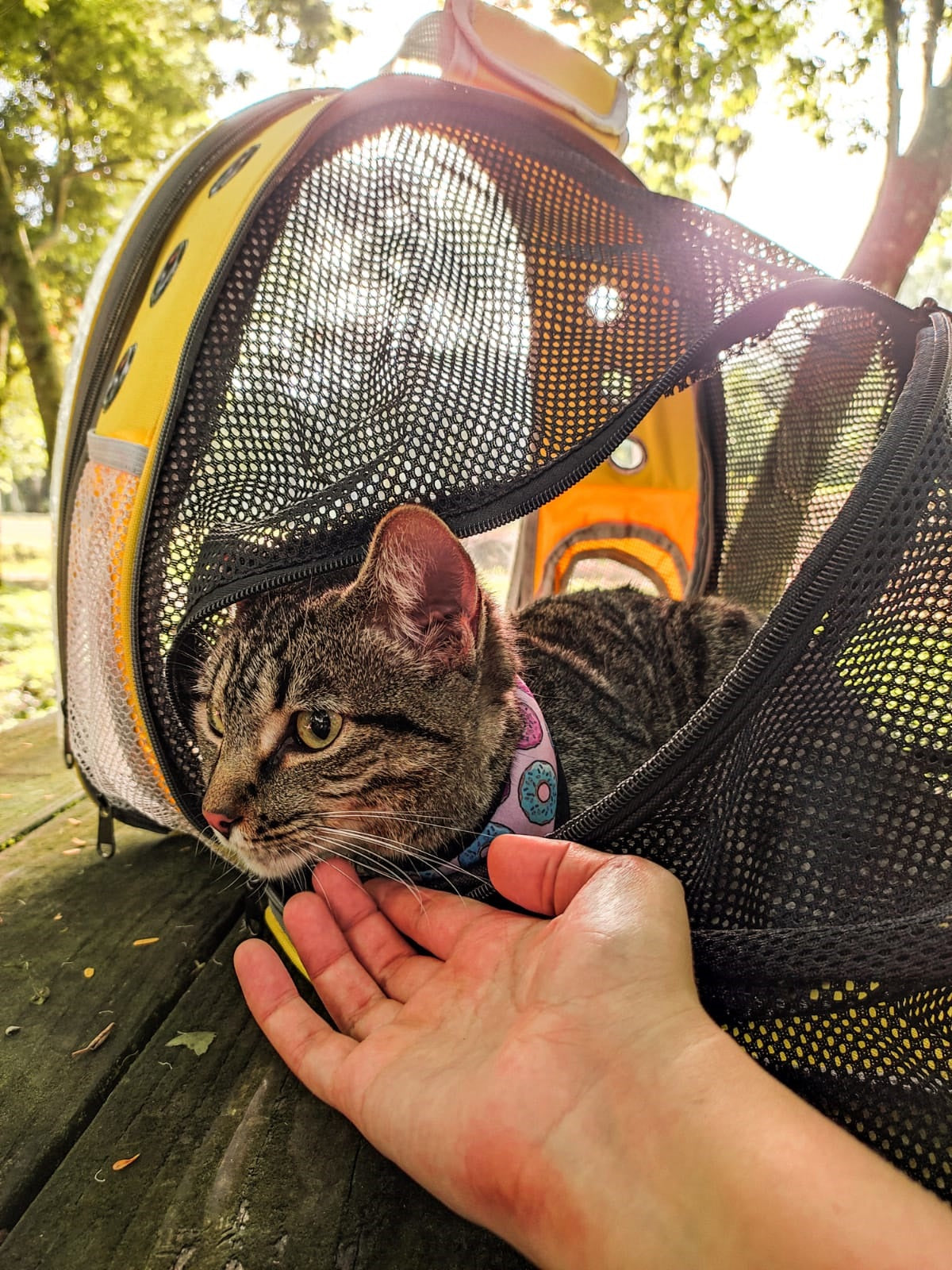 mochila espacial para gato, perro, conejo - versión expandible mochila porta mascota