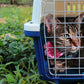 Kennel clásico pequeño transportadora gato, conejo, chihuahua
