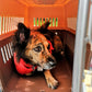 Kenne mediano clásico para perro o gato transportín